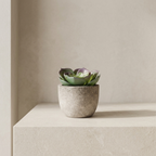 Small succulent plant in a textured pot on a light surface with a neutral background