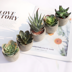 Artificial Succulent Plant - Realistic Faux Greenery for Indoor Decor 3
