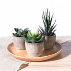 Artificial Succulent Plant - Realistic Faux Greenery for Indoor Decor 7