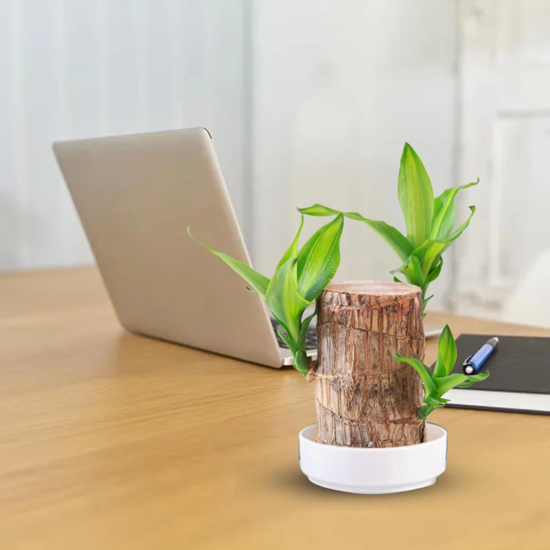Brazilian Fortune Wood Plant – Air-Purifying Indoor Plant for Home and Office, Symbol of Prosperity and Good Luck 0