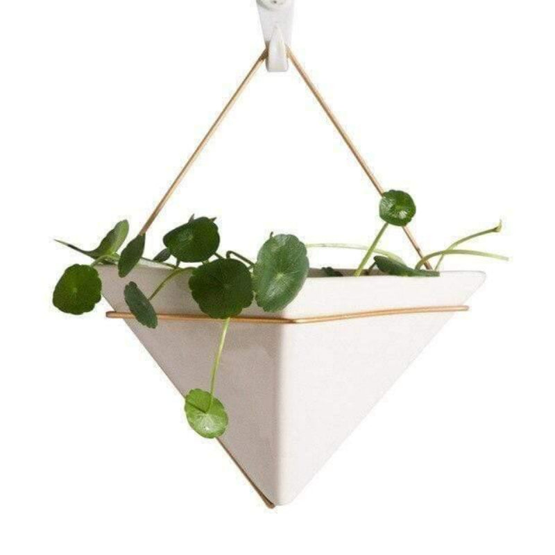 Geometric Glass Terrarium - Modern Display for Succulent Plants 0