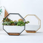 Hexa Frame Wall Planter - Stylish Indoor Wall Hanging Planters with Durable Design 5