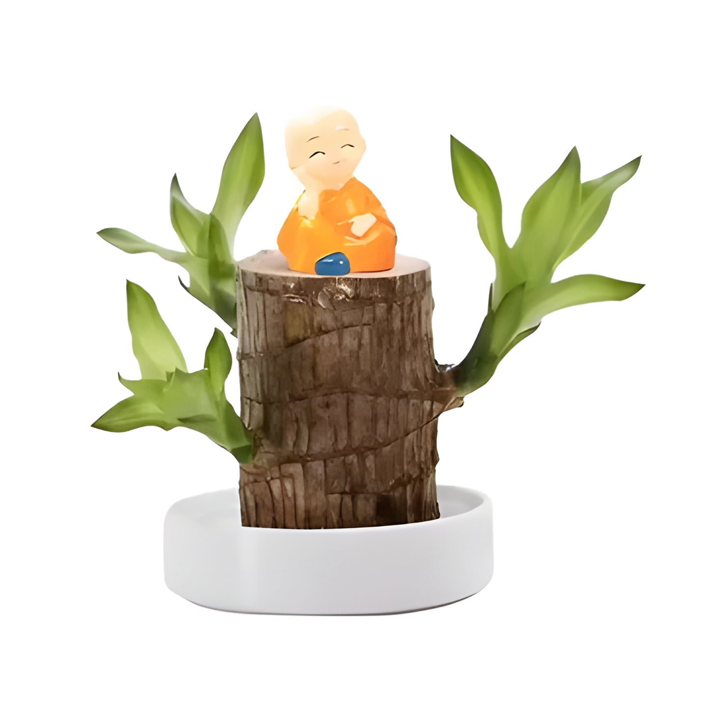 Houseplant Lucky Brazilian Wood Indoor Live Plant 12 to 18 Inch 3