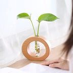 Hydro Vase - Eco-Friendly Flower Vase for Root Growth Display 3