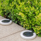 Two circular solar pathway lights embedded in a light stone path next to dense green foliage.