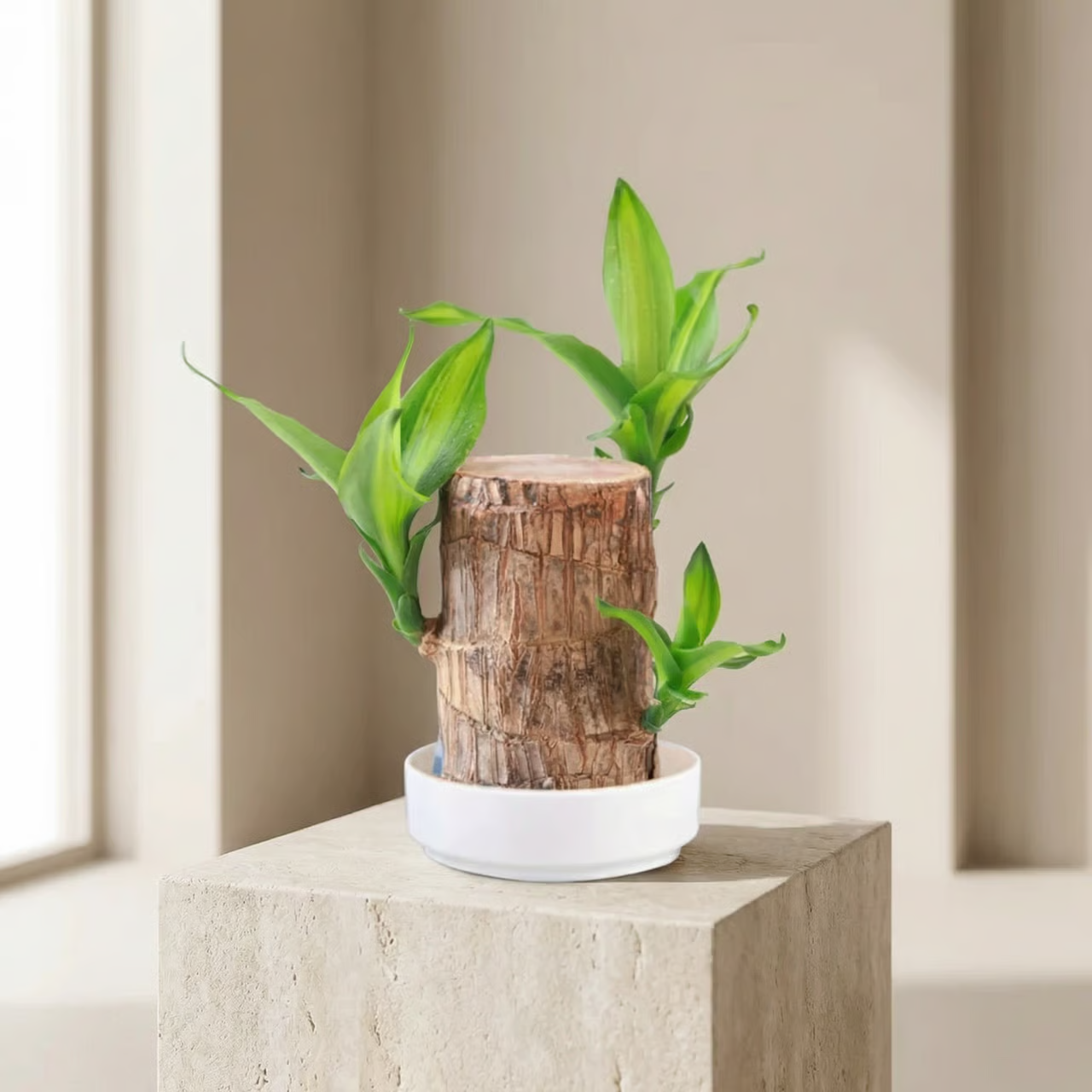 Potted plant with wooden effect pot on a light-colored surface